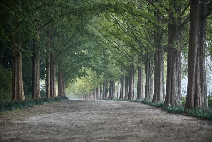 Metasequoia Road & the Slow Town