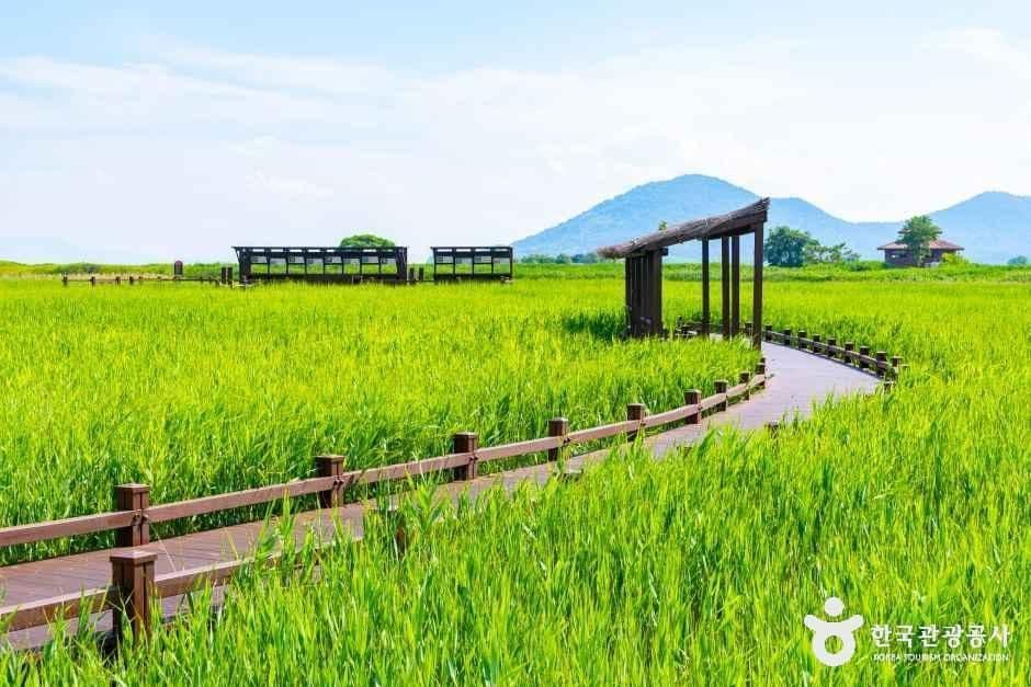 Waiting for the Cranes: Suncheonman