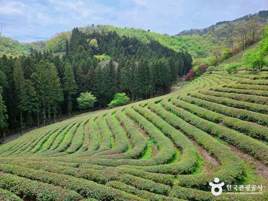 Tea Among the Fields: Boseong
