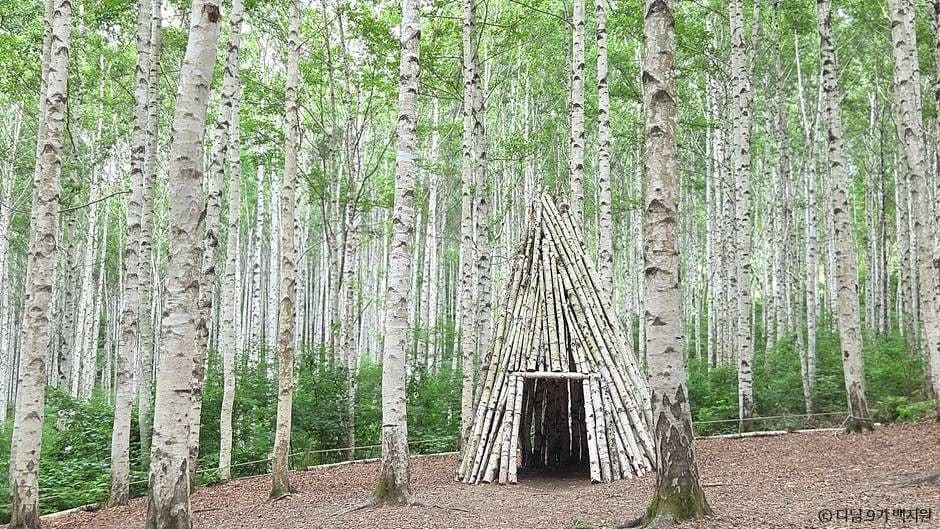 White Forest, Quiet Steps: The Birch Wood