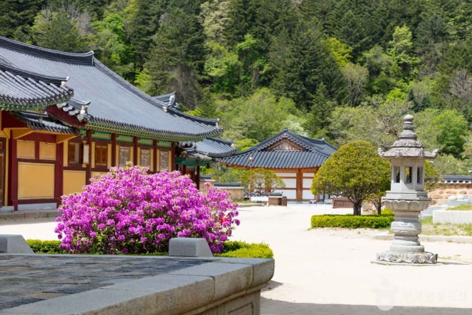 Under the Fir Trees: Woljeongsa