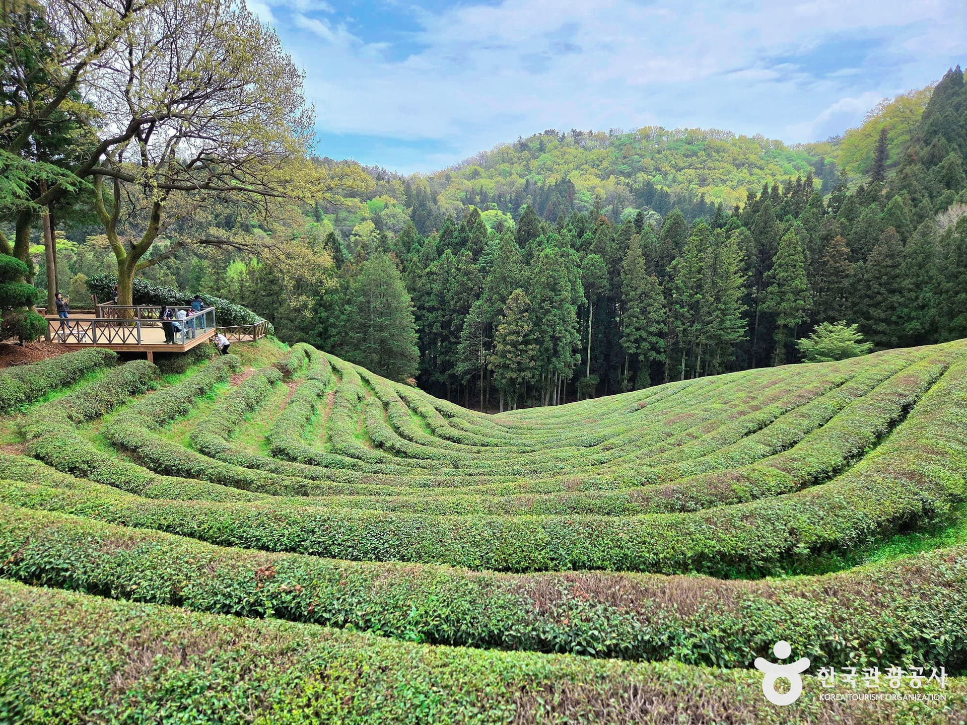 Boseong Green Tea Fields
